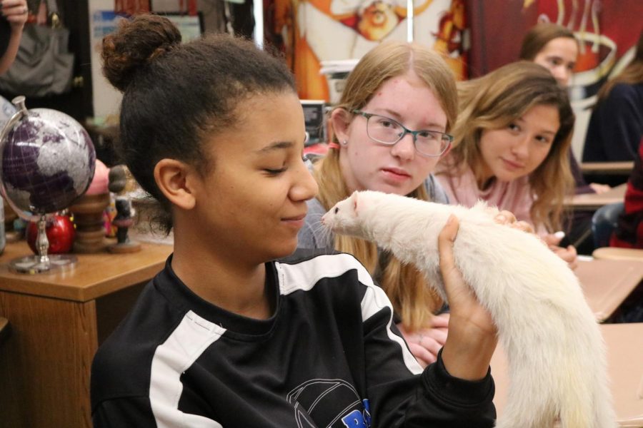 Lauren Carr (12) looking deep in the eyes of a ferret as her class mates look on.