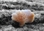 Parker Seims (12) photograph, The Beauty of a Mushroom, shows the vibrant life of a mushroom.