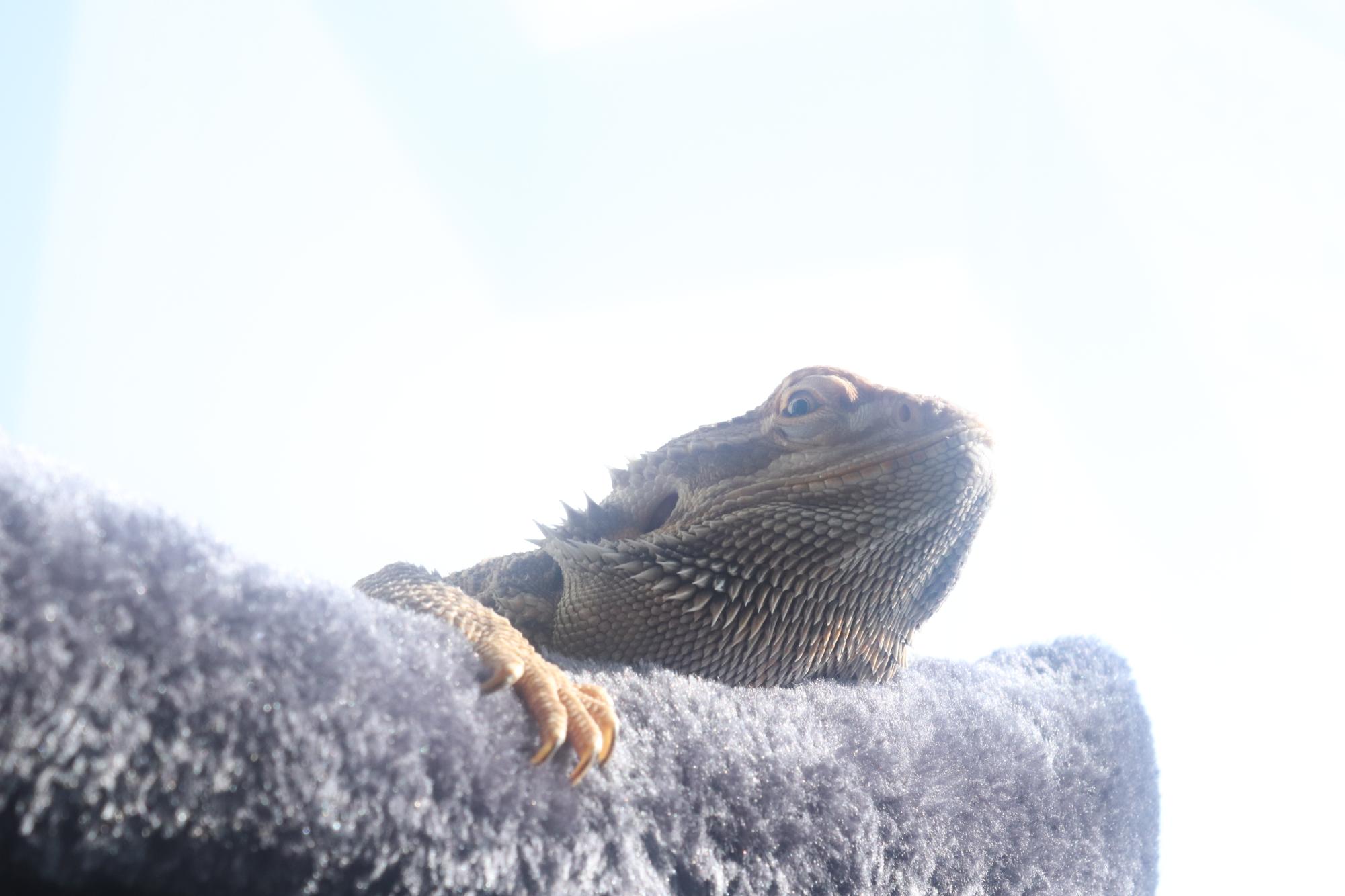 Science teacher Paige Scott's bearded dragon , Tungsten, relaxes in the sun. "Feed him crickets, live crickets, live worms, and lettuce is like his main food," Scott said. Scott added that Tungsten is known to be very sassy and mysterious.